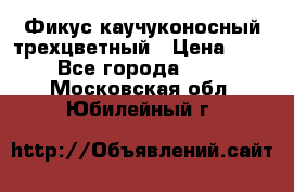 Фикус каучуконосный трехцветный › Цена ­ 500 - Все города  »    . Московская обл.,Юбилейный г.